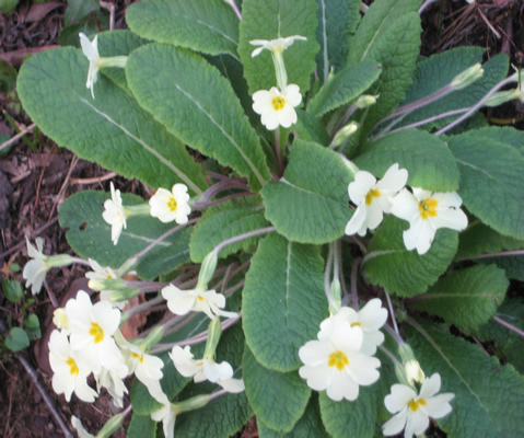 Primroses 2009